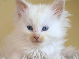 4 chatons Maine Coons LOOF à réserver, nés en août 2025, couleurs variées, 2 mâles et 2 femelles