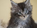 4 chatons Maine Coons LOOF à réserver, nés en août 2025, couleurs variées, 2 mâles et 2 femelles