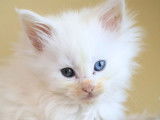 4 chatons Maine Coons LOOF à réserver, nés en août 2025, couleurs variées, 2 mâles et 2 femelles