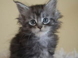 4 chatons Maine Coons LOOF à réserver, nés en août 2025, couleurs variées, 2 mâles et 2 femelles