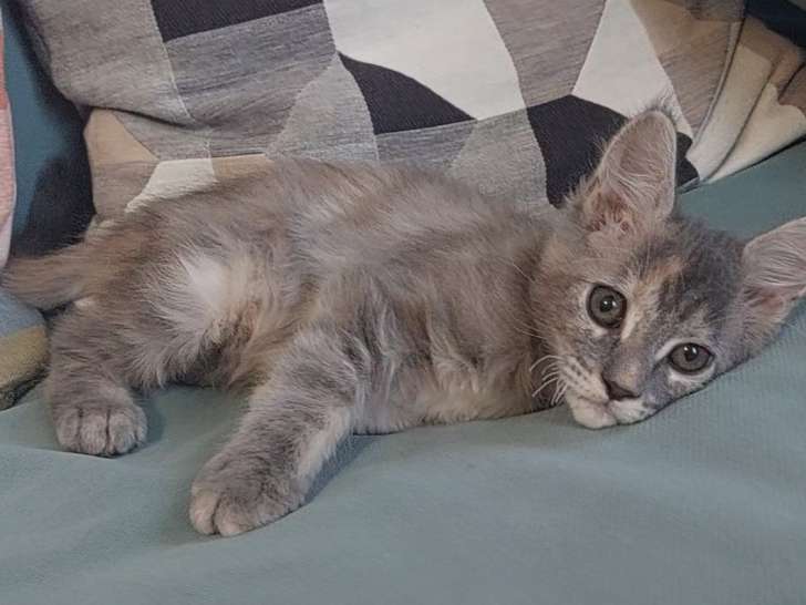 Chatonne Maine Coon LOOF à vendre