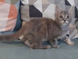 Chatonne Maine Coon LOOF à vendre