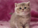 Réservation ouverte pour 2 chatons British Shorthairs LOOF mâles bleu golden, nés en septembre 2025