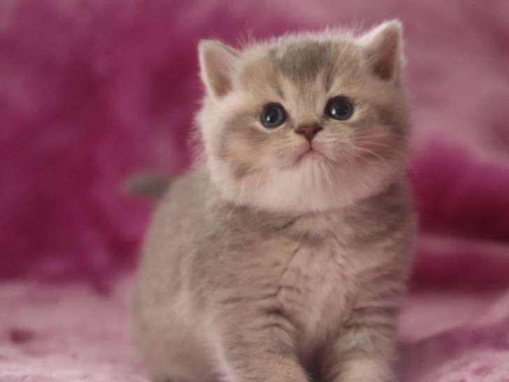 Réservation ouverte pour 2 chatons British Shorthairs LOOF mâles bleu golden, nés en septembre 2025