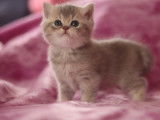 Réservation ouverte pour 2 chatons British Shorthairs LOOF mâles bleu golden, nés en septembre 2025