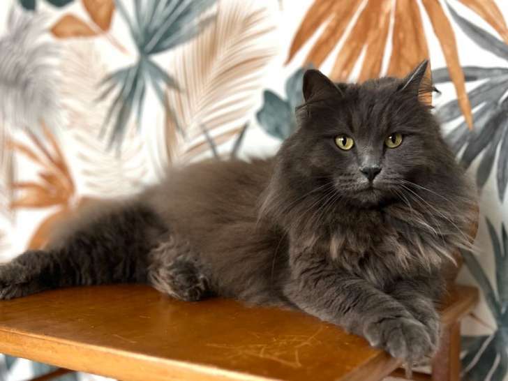 1 chatte Sibérienne LOOF à vendre, née en septembre 2022