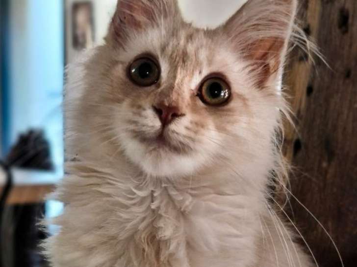 Mise en vente de 2 chatons femelles Maine Coons LOOF