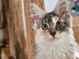 Mise en vente de 2 chatons femelles Maine Coons LOOF