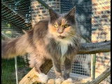 Mise en vente de 2 chatons femelles Maine Coons LOOF