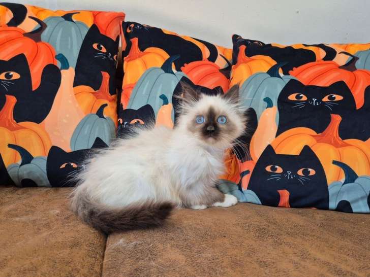 1 chaton mâle Sacré de Birmanie LOOF à vendre, seal point né en juin 2025