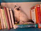 1 chaton mâle Sacré de Birmanie LOOF à vendre, seal point né en juin 2025