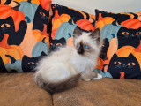 1 chaton mâle Sacré de Birmanie LOOF à vendre, seal point né en juin 2025