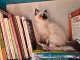 1 chaton mâle Sacré de Birmanie LOOF à vendre, seal point né en juin 2025