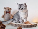 1 chaton British Shorthair mâle, black silver ticked tabby LOOF de mai 2025 à vendre