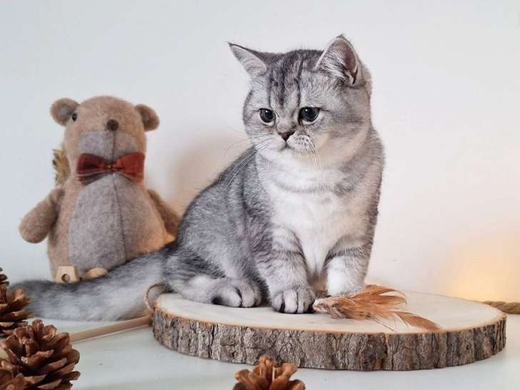 1 chaton British Shorthair mâle, black silver ticked tabby LOOF de mai 2025 à vendre