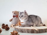 1 chaton British Shorthair mâle, black silver ticked tabby LOOF de mai 2025 à vendre