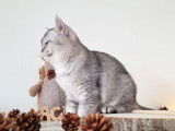 1 chaton British Shorthair mâle, black silver ticked tabby LOOF de mai 2025 à vendre