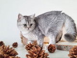 1 chaton British Shorthair mâle, black silver ticked tabby LOOF de mai 2025 à vendre