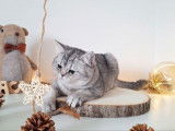 1 chaton British Shorthair mâle, black silver ticked tabby LOOF de mai 2025 à vendre