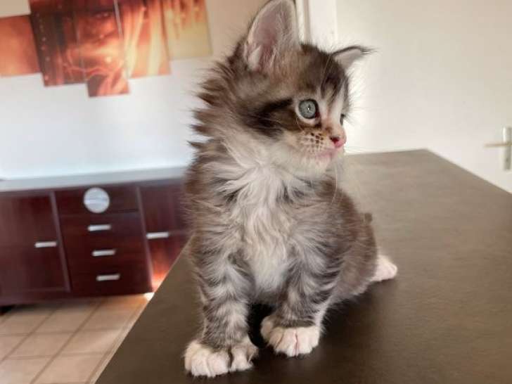 1 chaton mâle Maine Coon LOOF polydactyle à réserver, né en août 2025