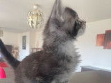 1 chaton mâle Maine Coon LOOF polydactyle Black Silver