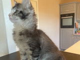 1 chaton mâle Maine Coon LOOF polydactyle Black Silver