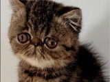 1 chaton mâle Exotic Shorthair LOOF à vendre, né en juillet 2025