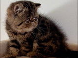 1 chaton mâle Exotic Shorthair LOOF à vendre, né en juillet 2025