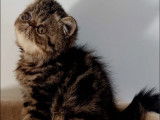 1 chaton mâle Exotic Shorthair LOOF à vendre, né en juillet 2025