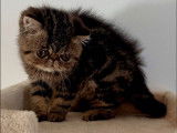 1 chaton mâle Exotic Shorthair LOOF à vendre, né en juillet 2025