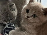 3 chatons British Shorthairs LOOF à réserver, nés en août 2025