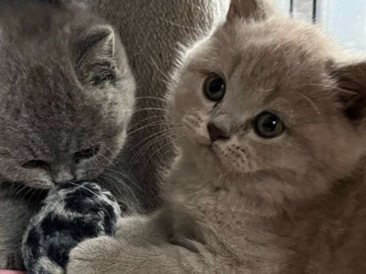 3 chatons British Shorthairs LOOF à réserver, nés en août 2025