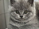 3 chatons British Shorthairs LOOF à réserver, nés en août 2025