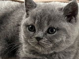 3 chatons British Shorthairs LOOF à réserver, nés en août 2025