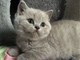 3 chatons British Shorthairs LOOF à réserver, nés en août 2025