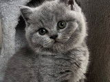 3 chatons British Shorthairs LOOF à réserver, nés en août 2025