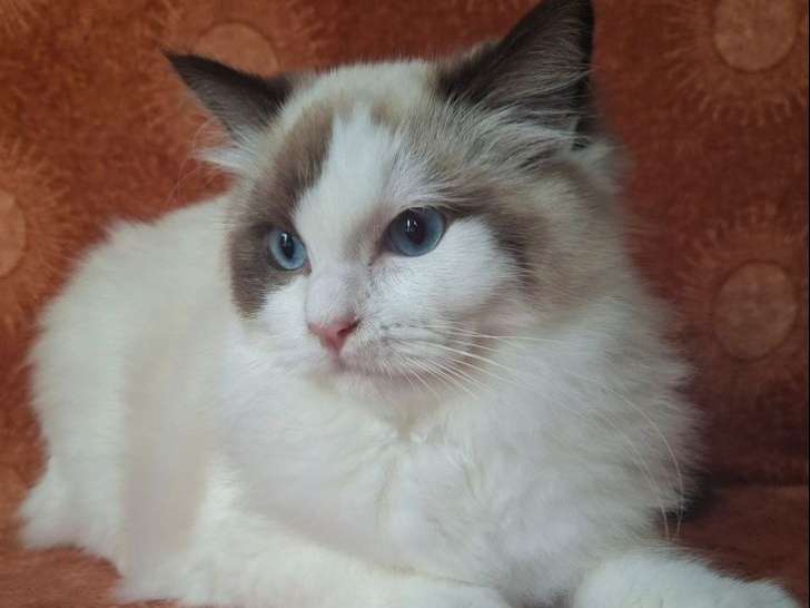 2 chatons Ragdolls LOOF à vendre, 1 femelle et 1 mâle nés en avril 2025