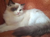2 chatons Ragdolls LOOF à vendre, 1 femelle et 1 mâle nés en avril 2025