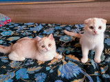 2 chatons Scottish LOOF à vendre, red tabby et red silver shaded