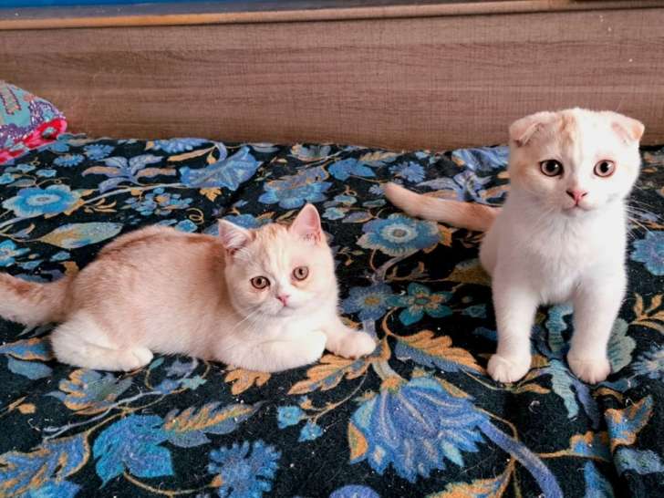2 chatons Scottish LOOF à vendre, red tabby et red silver shaded