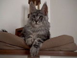 Mise en vente d'un chaton mâle Maine Coon LOOF black silver blotched tabb