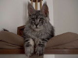 Mise en vente d'un chaton mâle Maine Coon LOOF black silver blotched tabb