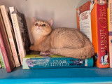 Vente d'une chatonne British Shorthair LOOF cinnamon golden shaded née en mai 2025