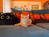Vente d'une chatonne British Shorthair LOOF cinnamon golden shaded née en mai 2025
