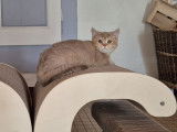 Vente d'une chatonne British Shorthair LOOF cinnamon golden shaded née en mai 2025