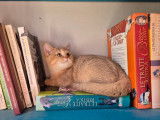 Vente d'une chatonne British Shorthair LOOF cinnamon golden shaded née en mai 2025