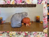Vente d'une chatonne British Shorthair LOOF cinnamon golden shaded née en mai 2025