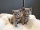3 chatons British Shorthairs à réserver, 2 mâles et 1 femelle bleus nés en septembre 2025, non-LOOF