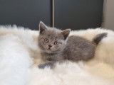 3 chatons British Shorthairs à réserver, 2 mâles et 1 femelle bleus nés en septembre 2025, non-LOOF