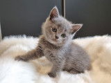 3 chatons British Shorthairs à réserver, 2 mâles et 1 femelle bleus nés en septembre 2025, non-LOOF